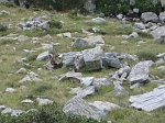 07 Anche le marmotte si lasciano fotografare